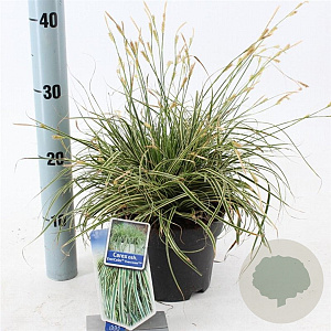 Carex oshim. Evercolor Evercream 20-25 cm 2,0L