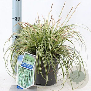 Carex oshim. Evercolor Evercream 20-25 cm 2,0L