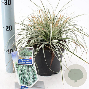 Carex oshim. Everest 20-25 cm 2,0L