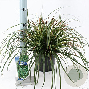 Carex oshim. 'Evergreen' 20-25 cm 2,0L