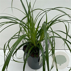 Carex Ribbon Falls GM P9