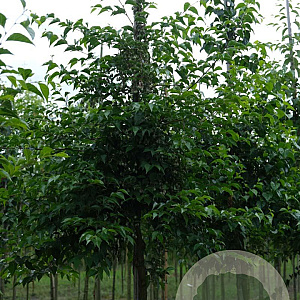 Styrax japonicus 14-16 HO draadkluit