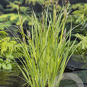 Carex riparia GM P9