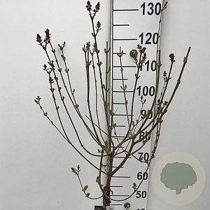Syringa Dark Purple 60 cm stam 5,0L