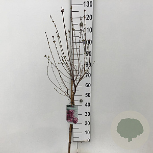 Syringa 'Josée' 60 cm stam 5,0L