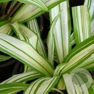 Carex siderosticta 'Shiro-nakafu' GM P9