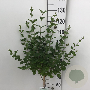 Syringa meyeri 'Palibin' 60 cm stam 5,0L