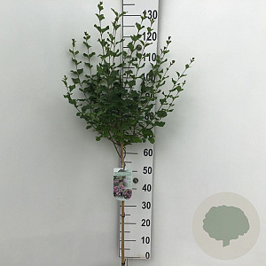 Syringa meyeri 'Palibin' 60 cm stam 5,0L