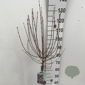 Syringa meyeri 'Palibin' 90 cm stam 7,5L