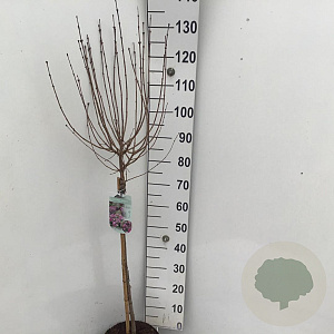 Syringa meyeri 'Palibin' 90 cm stam 7,5L