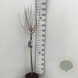 Syringa meyeri 'Palibin' 90 cm stam 7,5L
