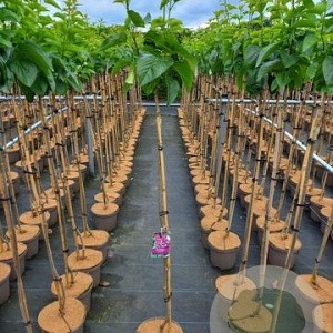 Syringa v. 'Michel Buchner' 100 cm stam 5,0L