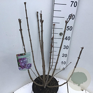 Syringa v. 'Nadezhda' 60-80 cm 7,5L