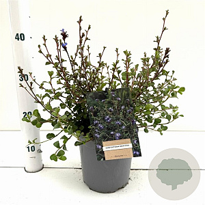 Ceratostigma griffithii 30-40 cm 2,5L