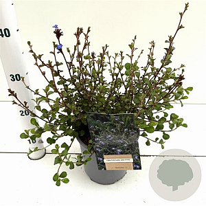 Ceratostigma griffithii 30-40 cm 2,5L