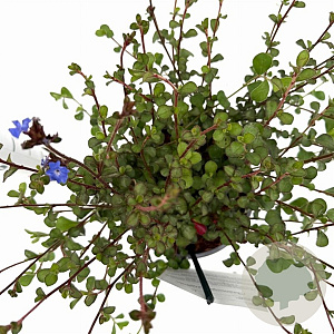 Ceratostigma griffithii 30-40 cm 2,5L