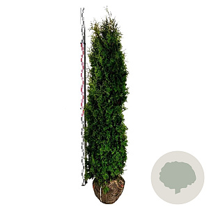 Thuja occ. 'Pyramidalis Compacta' 180-200 cm met kluit extra