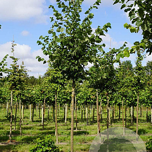 Tilia europaea 'Zwarte Linde' 16-18 HO draadkluit