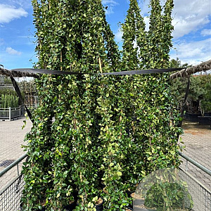 Trachelospermum jasminoides 350-375 cm 25L met stok gebonden