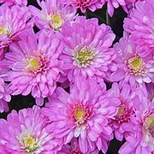 Chrysanthemum (I) 'Karminriese' GM P9