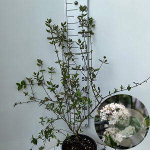 Viburnum burkwoodii 100-125 cm 15L