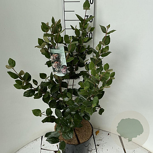 Viburnum burkw. 'Anne Russell' 60-80 cm 7,5L