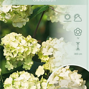 Viburnum plic. 'Grandiflorum' 50-60 cm 4,0L