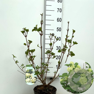 Viburnum plic. 'Grandiflorum' 50-60 cm 4,0L