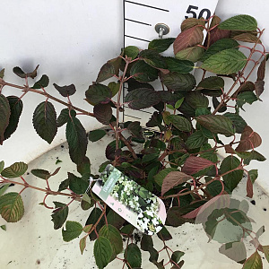 Viburnum plic. 'Mariesii' 50-60 cm 5,0L