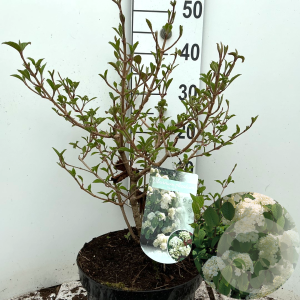 Viburnum plic. 'Newport' 40-50 cm 7,5L
