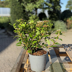 Viburnum tinus 30-40 cm 2,5L