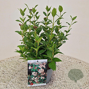 Viburnum tinus 30-40 cm 2,5L