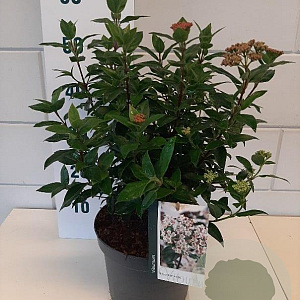 Viburnum tin. 'Eve Price' 30-40 cm 5,0L