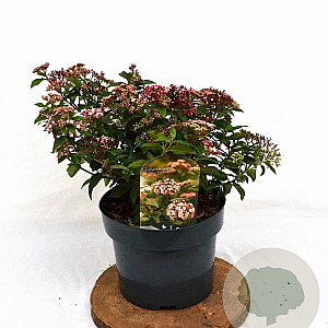 Viburnum tin. 'Eve Price' 40-50 cm 5,0L