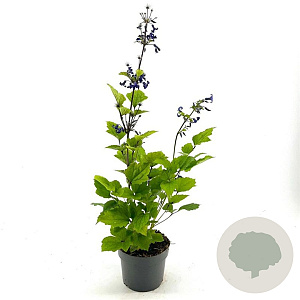 Clematis 'China Purple' GM 2,0L