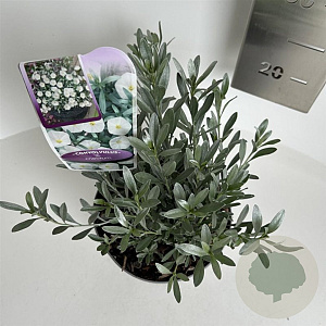 Convolvulus cneorum 10-15 cm 2,0L