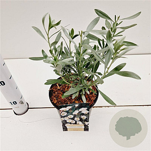 Convolvulus cneorum 20-25 cm C1.5
