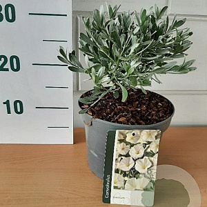 Convolvulus cneorum GM C3