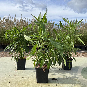 Coreopsis 'Full Moon' GM P9