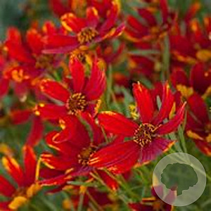 Coreopsis vert. 'Ladybird' GM P9