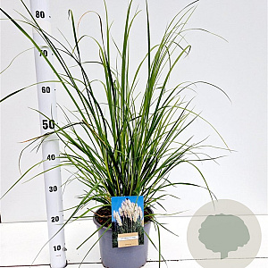 Cortaderia selloana 80-100 cm 4,0L