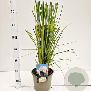 Cortaderia selloana 80-100 cm 4,0L
