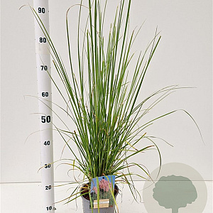 Cortaderia s. 'Rosea' 40-50 cm 2,5L