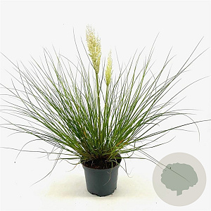 Cortaderia s. Tiny Pampa 30-40 cm 3,0L