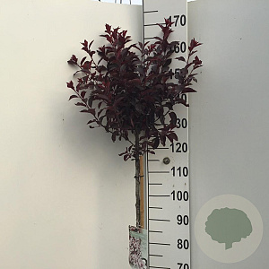 Prunus cistena 110 cm stam 7,5L