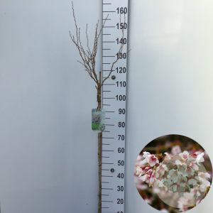 Prunus incisa 'Kojou-no-mai' 90 cm stam 7,5L