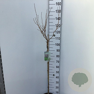 Prunus incisa 'Kojou-no-mai' 90 cm stam 7,5L