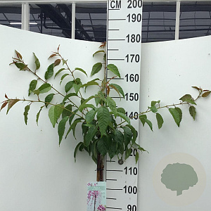 Prunus 'Kiku-shidare-zakura' 125 cm stam 7,5L