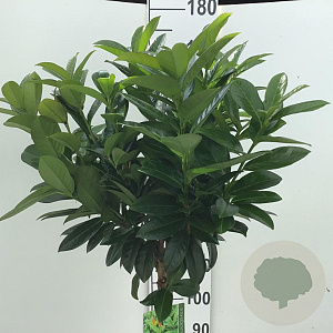 Prunus l. 'Antonius' 120 cm stam 10L