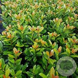 Prunus l. 'Antonius' 180 cm stam 15L